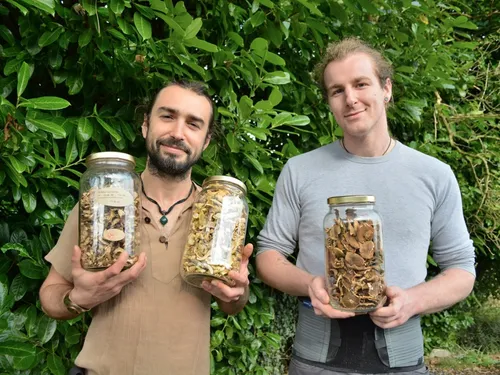 Des champignons bios et bretons, produits dans le Finistère
